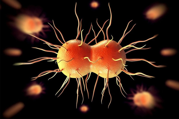 Vi khuẩn gây bệnh lậu là gì?